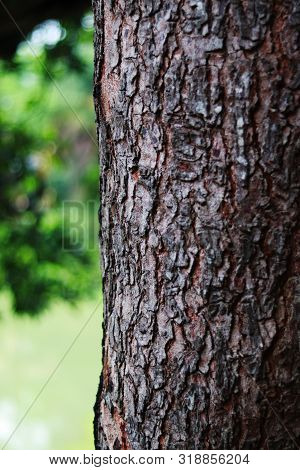 Detail Texture Of A Big Mango Tree