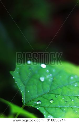 Rain Is Falling On Green Leafs Is Looking So Nice