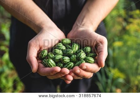Organic Vegetables. Healthy Food. Fresh Organic Melothria Scabra Or Sour Gherkin, Mouse Watermelon I