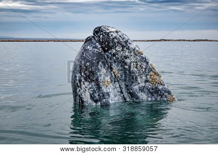 Gray Whale (eschrichtius Robustus) Surfacing At San Ignacio Lagoon In The Sea Of Cortés, Baja Califo