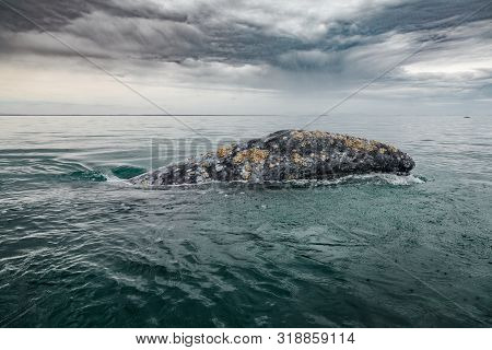 Grey Whale Surfaces In Baja California On Mexico's Pacific Coast