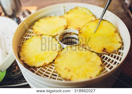Fresh Dryed Apple Chips Prepared In A Home Fruit And Vegetable Dryer. Healthy Food Concept.