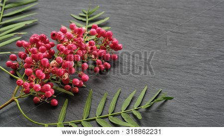 View On Isolated Pink Pepper Plant Or Peruvian Pepper Tree. Close Up Of Pink Pepper Branch With Gree