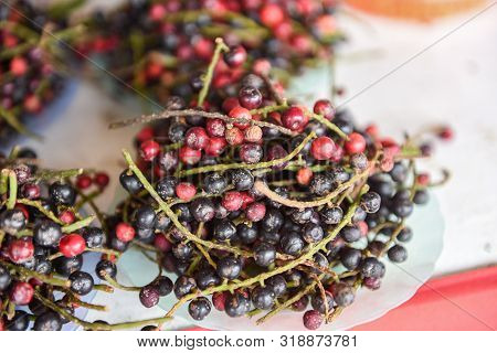 Antidesma Thwaitesianum Fruit Thai Blueberry In The Local Fruit In Northeastern Red Wild Berry In As