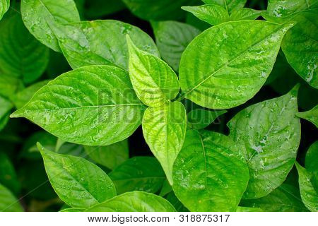Fresh Green Leaves, Environment Based Stock Image, India. Abstarct Pattern Formation.