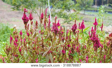 Pink Celosia Flowers Blooming In The Garden, Ecological Concept (woolflowers Or Cockscombs)