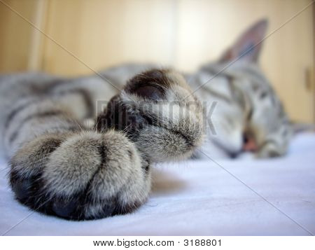 발