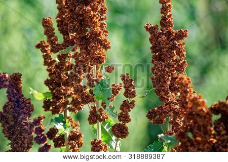Grain Sorghum Grass, Red Herb, Defocused Background.