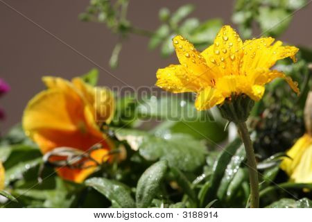 Gotas de agua de Margarita