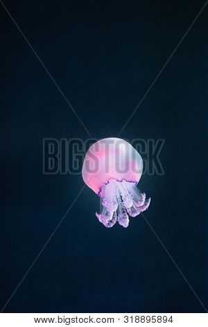 purple jellyfish rhizostoma pulmo underwater