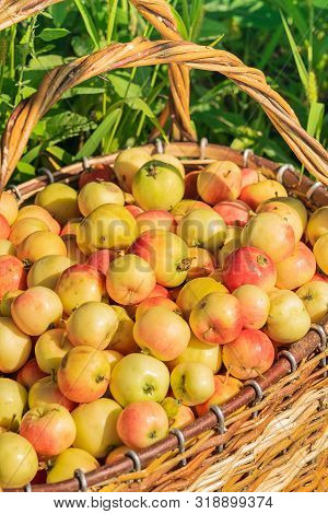 Fresh Ripe Organic Apples In A Large Wicker Basket On Green Grass Outdoors. Autumn And Summer Harves
