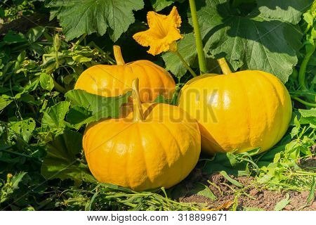 Fresh Ripe Organic Pumpkins On Green Grass Outdoors. Autumn And Summer Harvest Concept. Biofarm And 