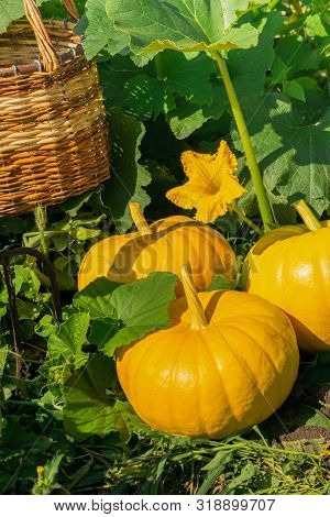 Fresh Ripe Organic Pumpkins On Green Grass Outdoors. Autumn And Summer Harvest Concept. Biofarm And 