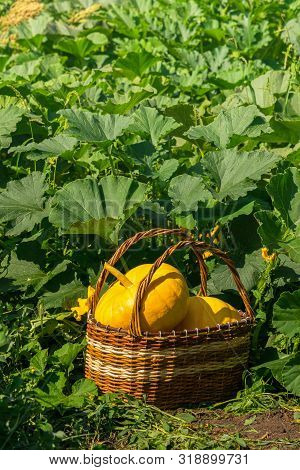 Fresh Ripe Organic Pumpkins Wicker Basket On Green Grass Outdoors. Autumn And Summer Harvest Concept