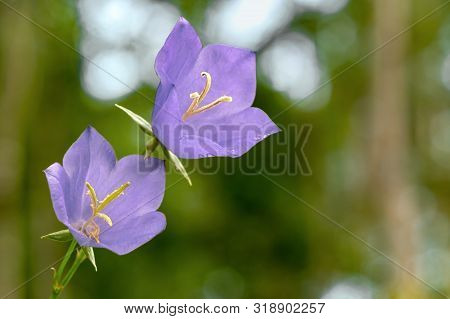 Flowers Blue Campanula On The Edge Of The Forest. Beautiful Wild Flower Closeup With Copy Space