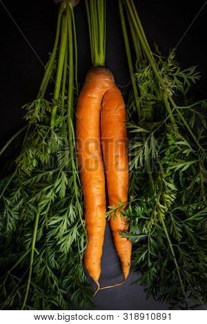 A Strange Funny-shaped Carrot With Tops On A Dark Background. Vegetable Crop Concept. Minimalism, To