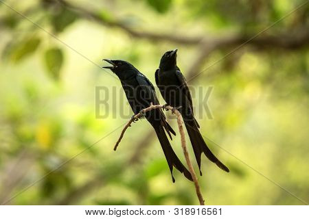 Couple Of Black Drongos (dicrurus Macrocercus) Sitting On Branch And Screaming Or Singing, Native To