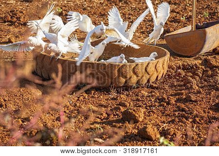 Flock Of Corella Birds.