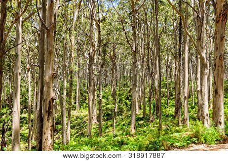 Boranup Karri Forest Along The Caves Road - Margaret River Region, Wa, Australia
