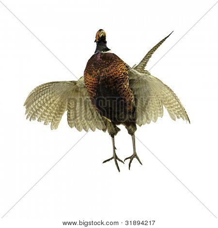 close-up of a Male Pheasant with wings outspread crowing over a white background