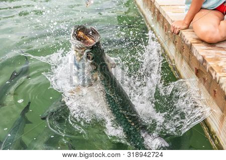 Tarpon feeding in the Keys in Florida. Close up of man hand feeding big tarpons fish jumping out of water - a fun tourist travel vacation activity in the Florida Keys.