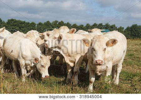 White Charolaise Cows In The Field Of A Farm In Brittany