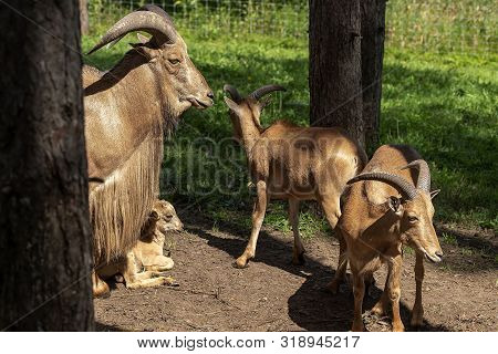 Barbary Sheep (ammotragus Lervia) Or Aoudad Is A Species  Native To Rocky Mountains In North Africa.