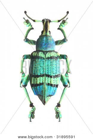 tropische Käfer (Curculionoidae).