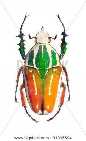 Chrząszcz Goliath (Scarabaeidae) są wśród największych owadów na ziemi.