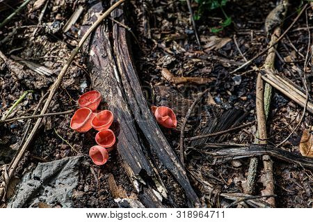 Small Colorful Mushrooms In The Forest Called Red Cup Mushrooms Or Champagne Mushrooms Or Cookeina S