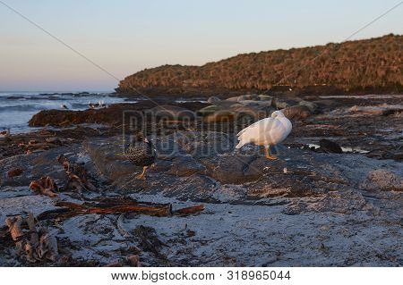 Pair Of Kelp Geese (chloephaga Hybrida Malvinarum) On The Rocky Coast Of Sea Lion Island In The Falk