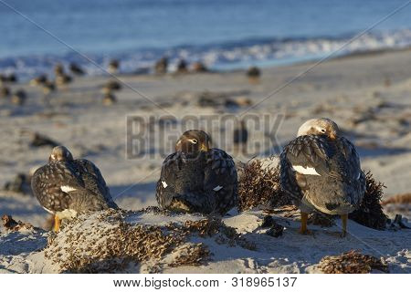 Falkland Steamer Ducks (tachyeres Brachypterus) On A Sandy Beach On Sea Lion Island In The Falkland 