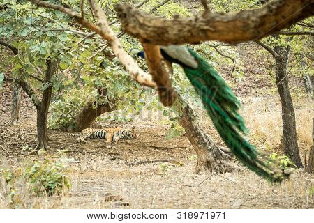 Wild Bengal Tiger (panthera Tigris Tigris) Having Rest Sleeping During Hot Day Under Tree In Its Nat