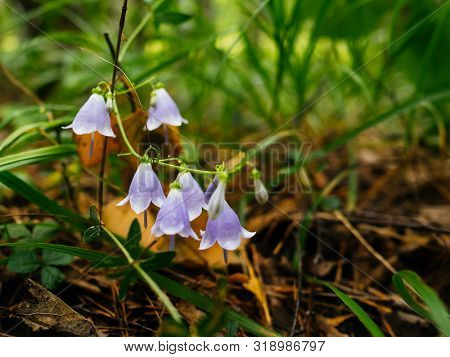 Flower Bell Purple In The Forest. Beautiful Wild Flower