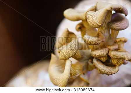Close Up Lentinus Squarrosulus Mont At Organic Mushroom Farm