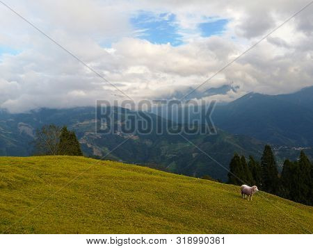 Cheeps Enjoy Life In The Field Of Countryside Taiwan