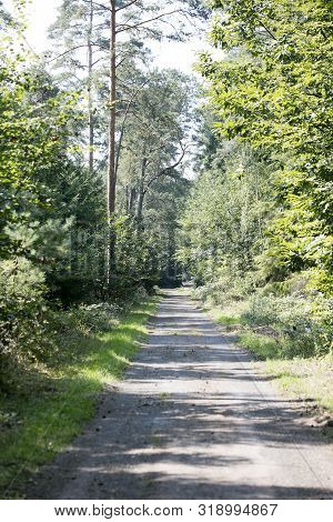 Old Road In Wild Green Forest Fifty Megapixels High Quality Prints Dorsten Rhade