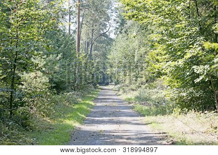 Old Road In Wild Green Forest Fifty Megapixels High Quality Prints Dorsten Rhade