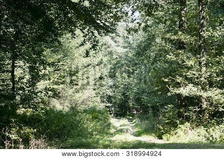 Old Road In Wild Green Forest Fifty Megapixels High Quality Prints Dorsten Rhade