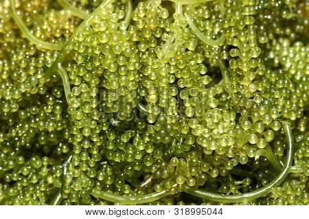 Sea Grapes / Green Caviar (caulerpa Lentillifera) A Healthy Seaweed Food