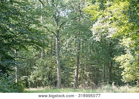 Old Road In Wild Green Forest Fifty Megapixels High Quality Prints Dorsten Rhade