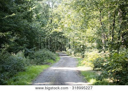 Old Road In Wild Green Forest Fifty Megapixels High Quality Prints Dorsten Rhade