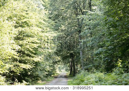 Old Road In Wild Green Forest Fifty Megapixels High Quality Prints Dorsten Rhade