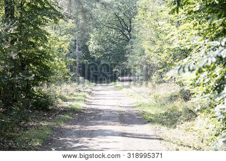 Old Road In Wild Green Forest Fifty Megapixels High Quality Prints Dorsten Rhade