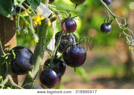 Black Tomatoes On A Branch In The Garden. Indigo Rose Tomato .