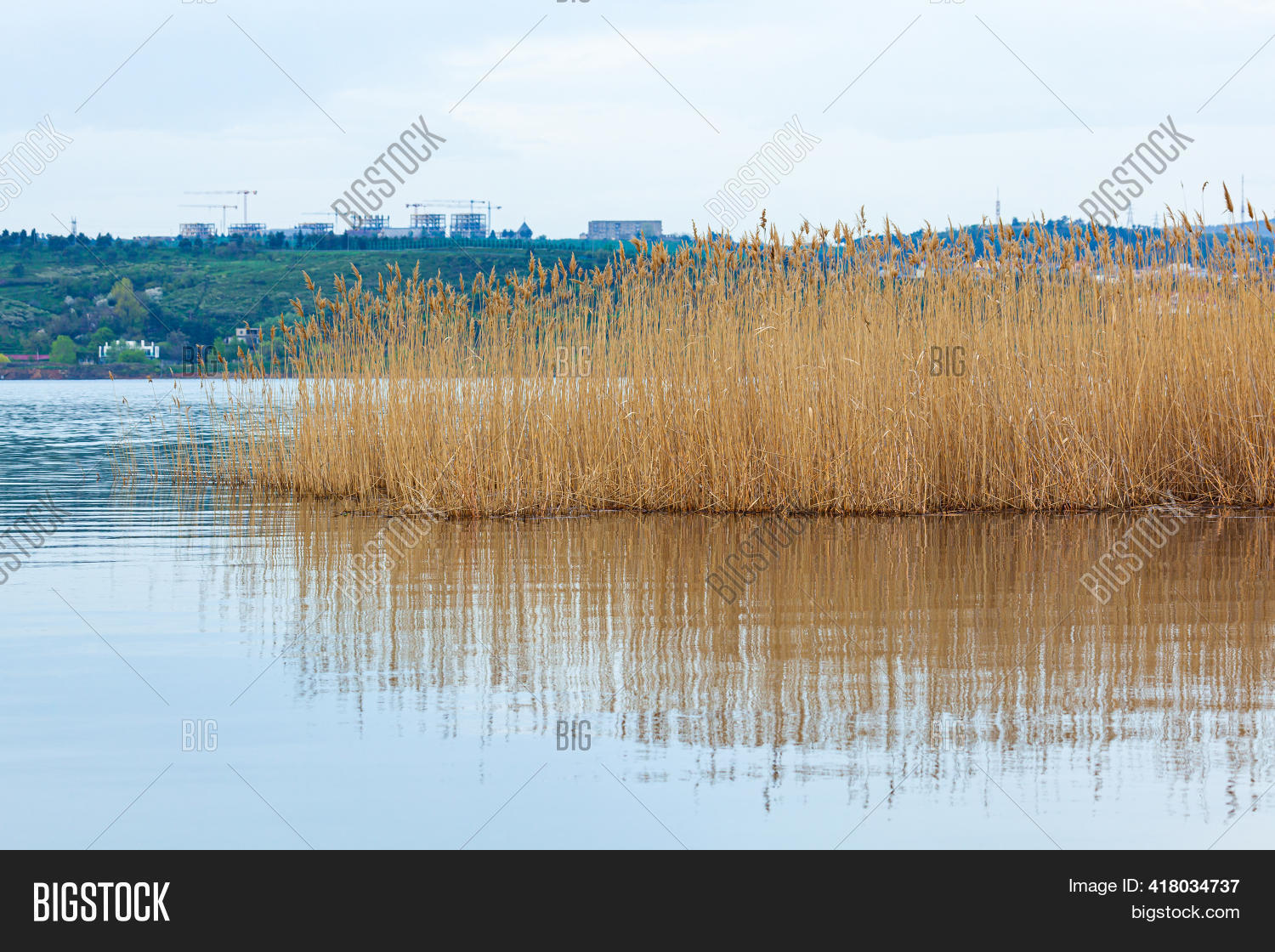 Water Plants By Lake. Image & Photo (Free Trial) Bigstock