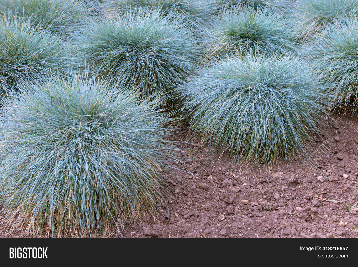 Blue Fescue Clump Image & Photo (Free Trial) Bigstock