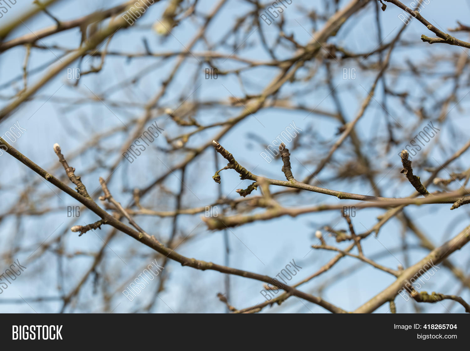 Swollen Tree Branches Trees Swollen Image & Photo (Free Trial) | Bigstock