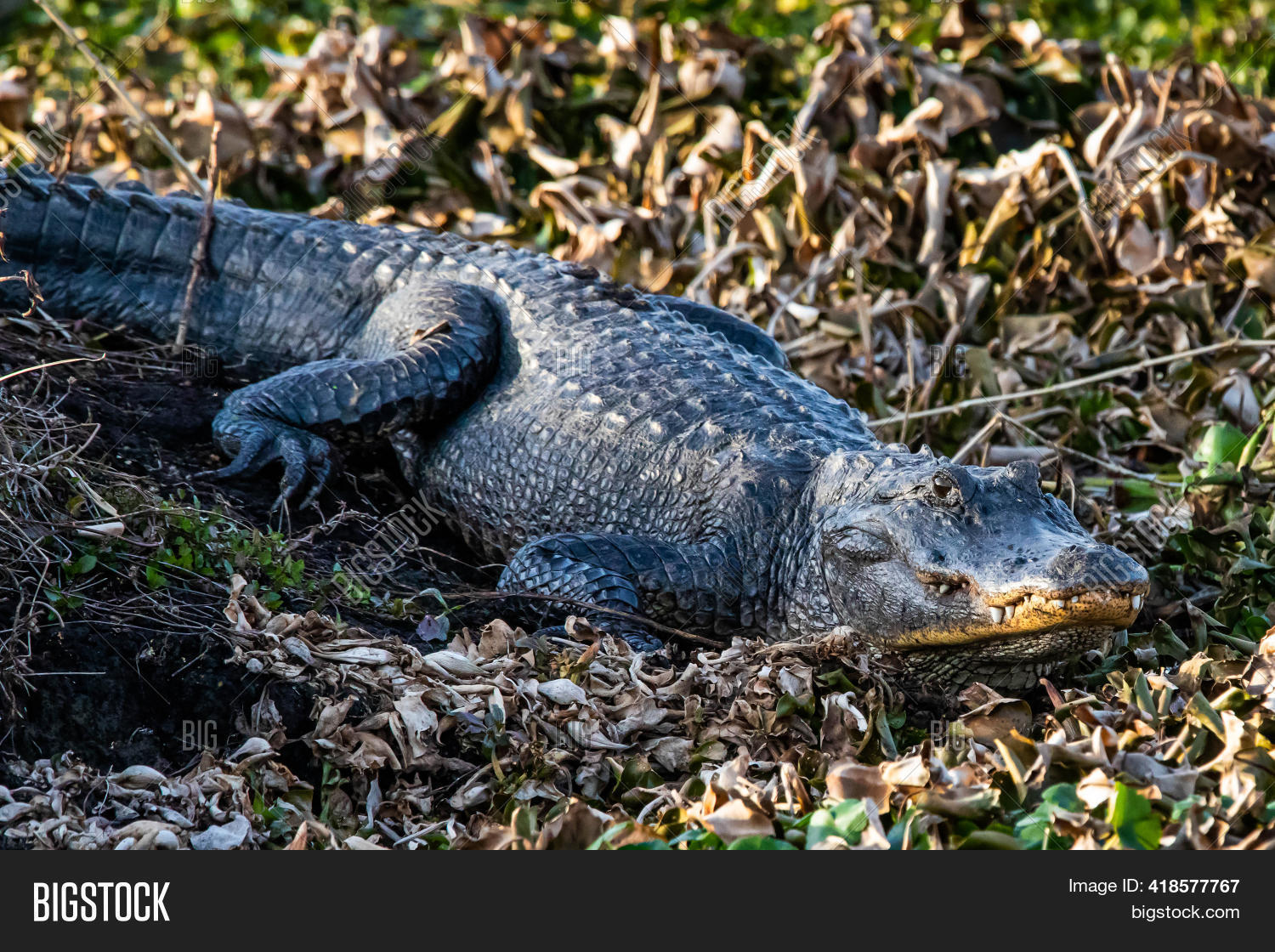 Large Alligator Laying Image & Photo (Free Trial) Bigstock
