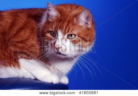 Portræt af ingefær europæiske kat